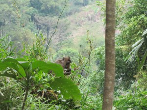 From Tebing Keraton, we walked through jungled areas in search of a coffee house down the road. There were plenty of wild monkeys along the way. Though cute, we definitely kept our distance.