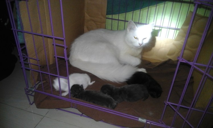 Mama Mueeza and her beautiful babies.