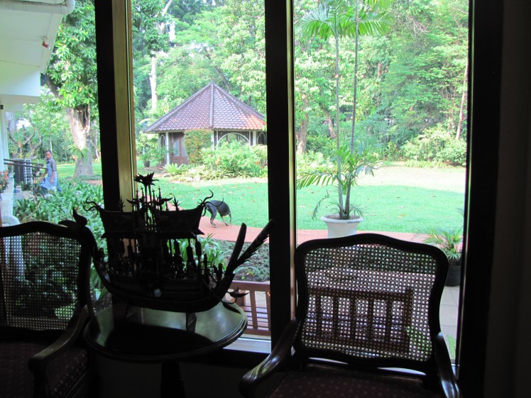 The view of the yard/garden from the many windows in the home. Note the dog running around outside. It has been months since I last snuggled a dog/snuggled any animal without worrying about rabies/fleas.