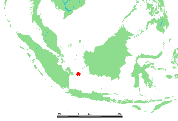 Bangka, my home, is the seahorse-shaped island to the west of the red island. Belitung is in red, flanked by Borneo to the east and Sumatra to the west.