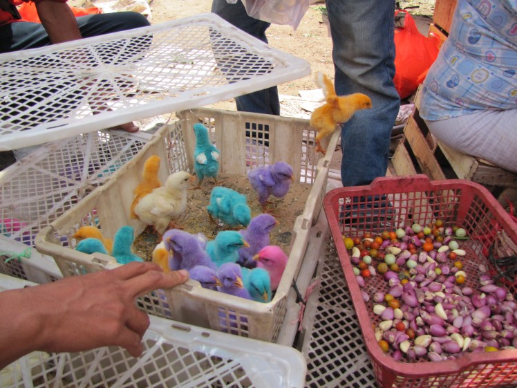 The totally unexpected, like these chicks that look like they hatched out of Easter eggs that were for sale at the market, work wonders to snap me out of my head for the sheer delightful absurdity of Indonesia. These chicks are dyed colors because it pleased small children (and also grown women, apparently).